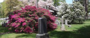 Gravestones surrounded by vibrant pink and white blooming bushes in Flushing Cemetery, with a backdrop of lush green trees and a peaceful atmosphere.