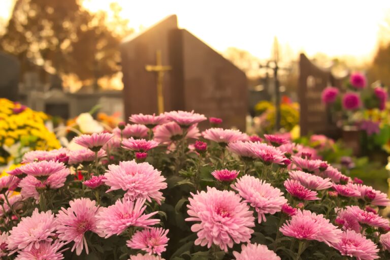 Close-up photograph of vibrant pink flowers in full bloom at a cemetery, with gravestones and a golden cross visible in the background, bathed in warm sunlight.